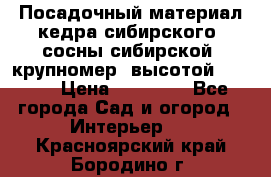 Посадочный материал кедра сибирского (сосны сибирской) крупномер, высотой 3-3.5  › Цена ­ 19 800 - Все города Сад и огород » Интерьер   . Красноярский край,Бородино г.